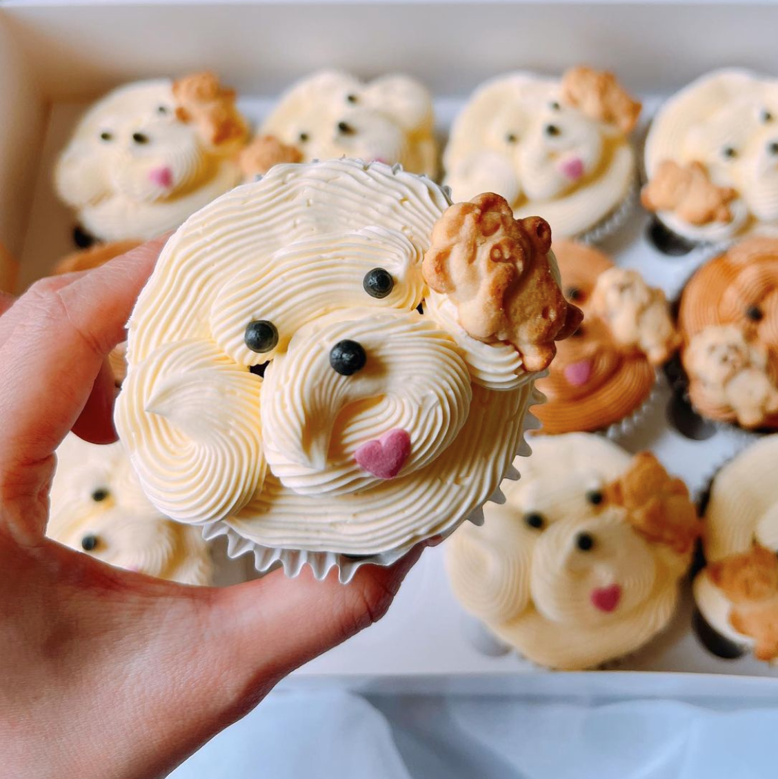 Cake Decorating Poodle Cupcakes Cute Dog Cupcakes Easy Cupcakes